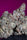 White Noise - Mandala Seeds Shop Paradise Seeds