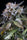 White Noise - Mandala Seeds Shop Paradise Seeds
