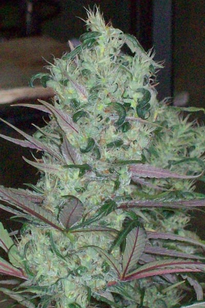 Zacateca Tribute - Mandala Seeds Shop Green Mountain Seeds