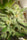 Zamaldelica x Kali China - Mandala Seeds Shop Ace Seeds