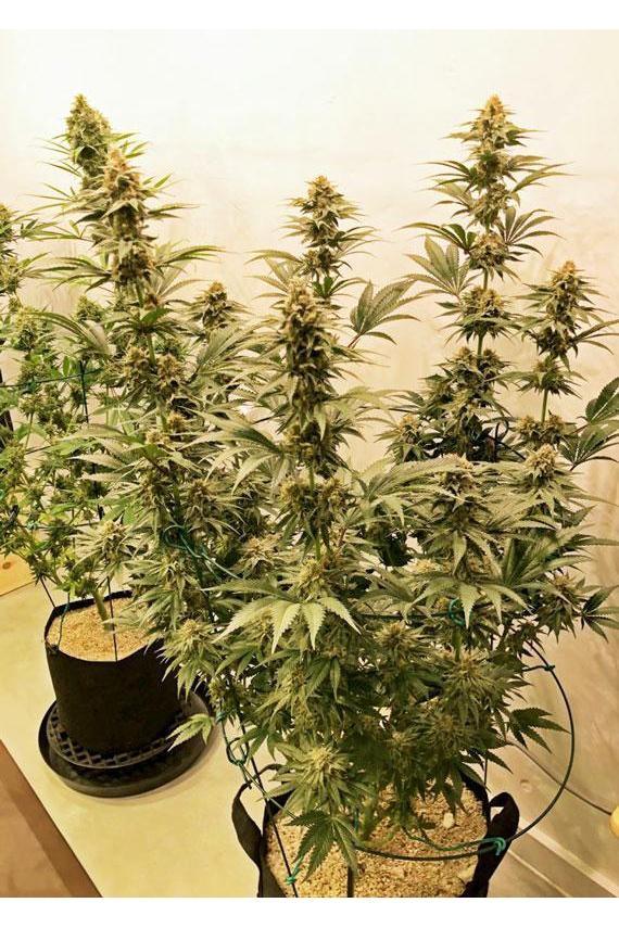 Zamaldelica x Kali China - Mandala Seeds Shop Ace Seeds