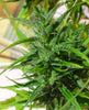 420 PROMO (Thai 3 regular seeds)
