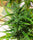 420 PROMO (Thai 3 regular seeds)