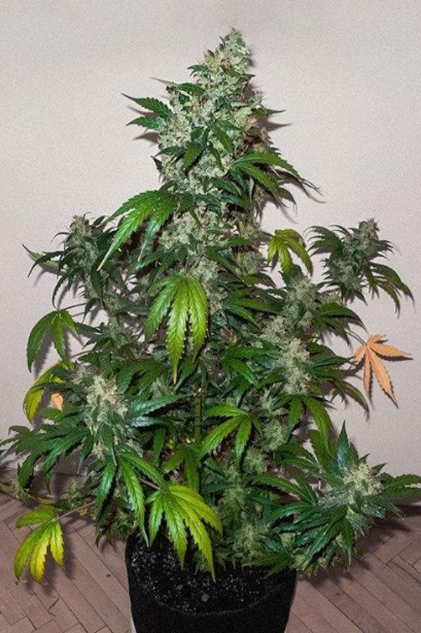 AK Kush Express