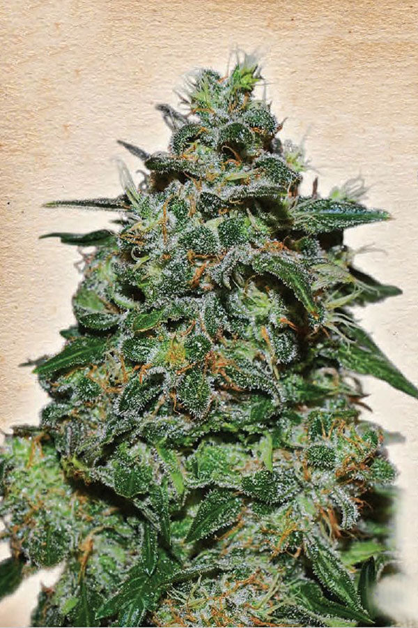 AK Kush Express