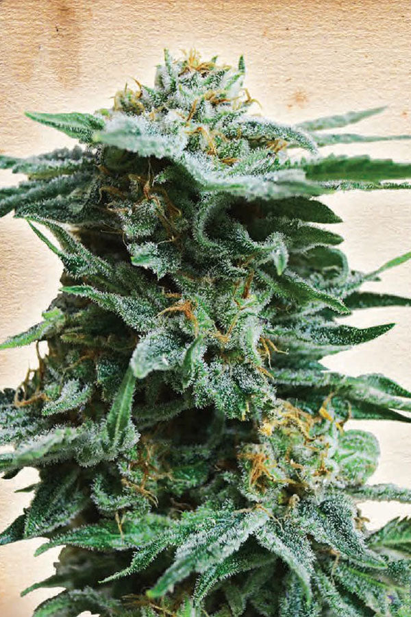 AK Kush