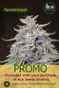 Ace Seeds Promo - Mandala Seeds Shop Mandala Seeds Shop