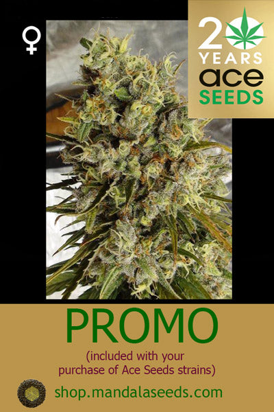 Ace Seeds FEM Promo