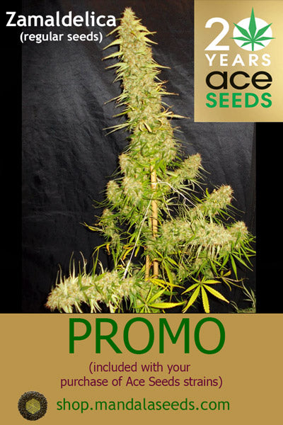 Ace Seeds REG Promo