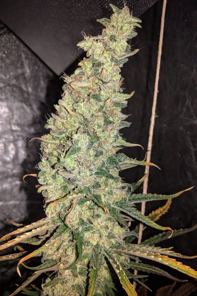 afghan hash plant seeds Afghan Hash Plant – Mandala Seeds Shop