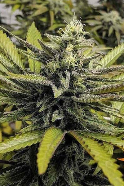 hash plant autoflower seeds Afghan Hash Plant – Mandala Seeds Shop