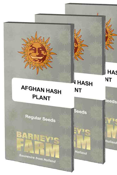 afghani hash plant seeds Afghan Hash Plant – Mandala Seeds Shop