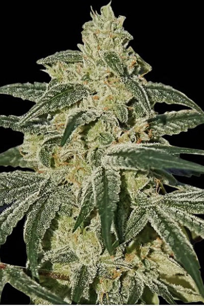 sensi seeds hash plant Afghan Hash Plant – Mandala Seeds Shop
