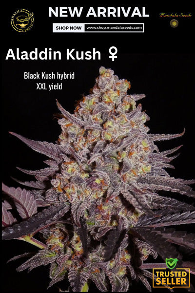 Aladdin Kush