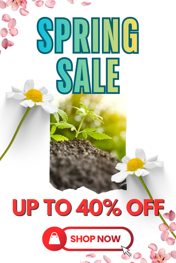 Auto Malawi x Northern Lights