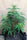 Andhra Bhang (10 regular seeds) - Mandala Seeds Shop Indian Landrace Exchange