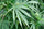 Andhra Bhang (10 regular seeds) - Mandala Seeds Shop Indian Landrace Exchange