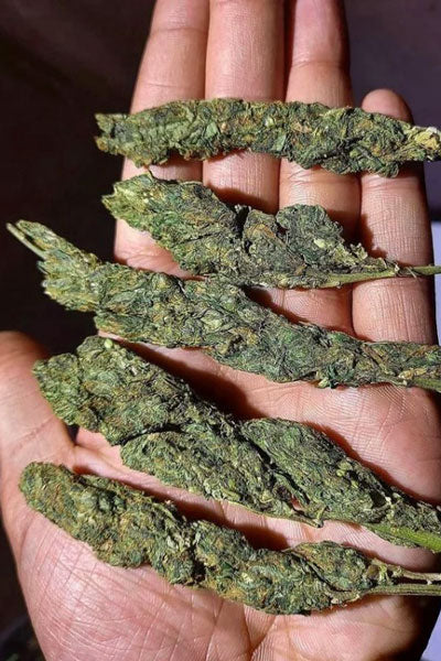 Andhra Bhang (10 regular seeds) - Mandala Seeds Shop Indian Landrace Exchange