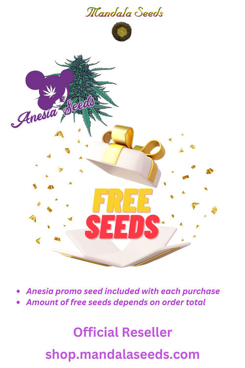 Anesia Free Auto Seed