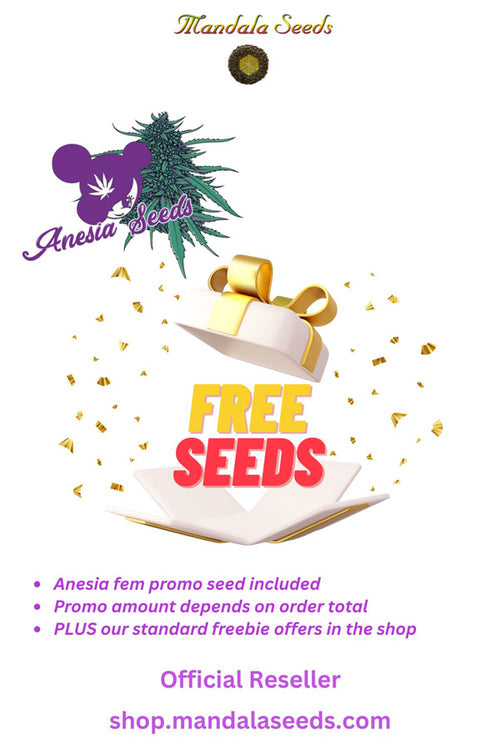 Anesia Seeds Free Promo
