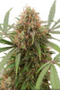 Auto AK Triple Haze