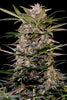 Auto AK Triple Haze