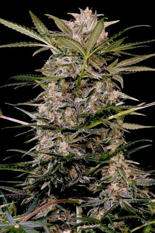 Auto AK Triple Haze