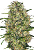 Auto Black Domina