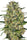 Auto Black Domina