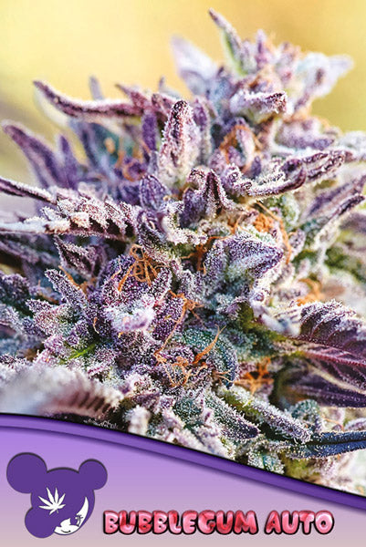 Auto Bubble Gum