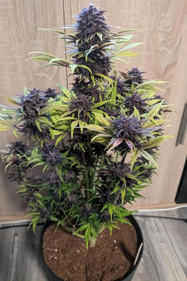 Babushka Black Auto