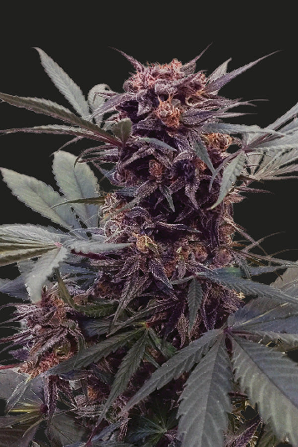 Babushka Black Auto