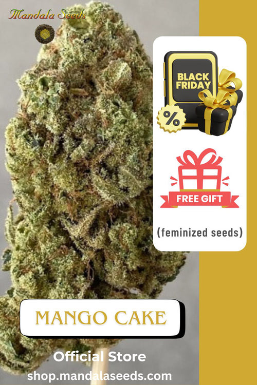 Black Friday Freebie