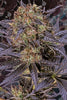 Black Lebanon - Mandala Seeds Shop Super Sativa Seed Club