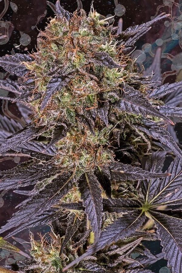 Black Lebanon - Mandala Seeds Shop Super Sativa Seed Club