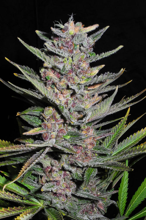 Black Mandala (Limited Edition)