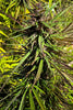 Black Mango