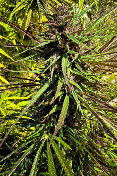 Black Mango