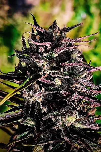 Black Mango