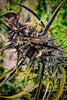 Black Mango