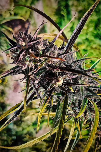 Black Mango