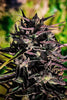 Black Mango