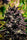 Black Mango