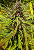 Black Mango