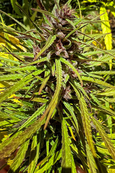 Black Mango