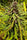 Black Mango