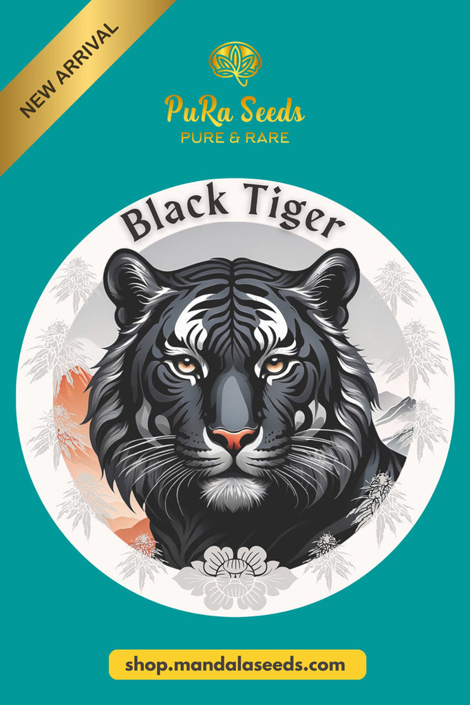 Black Tiger
