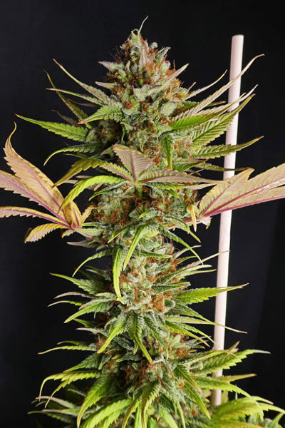 Black Widow – Mandala Seeds Shop
