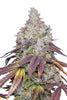 Blacklung (F1)