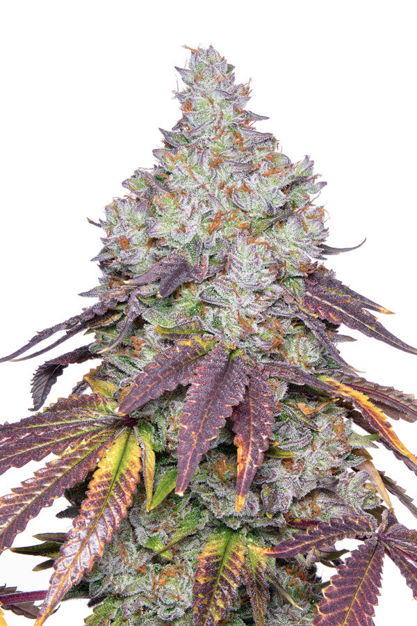 Blacklung (F1)